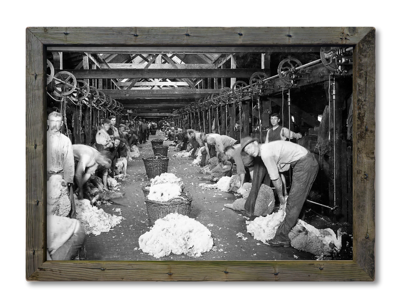 Shearing Shed