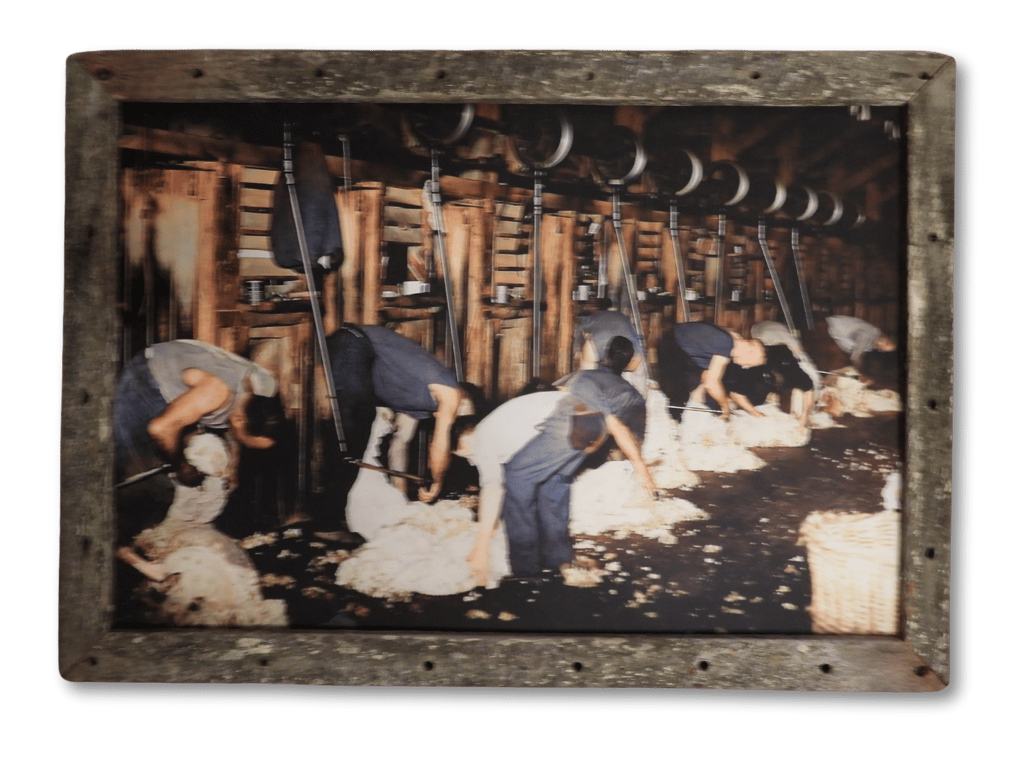 Aussie Shearers (A1)